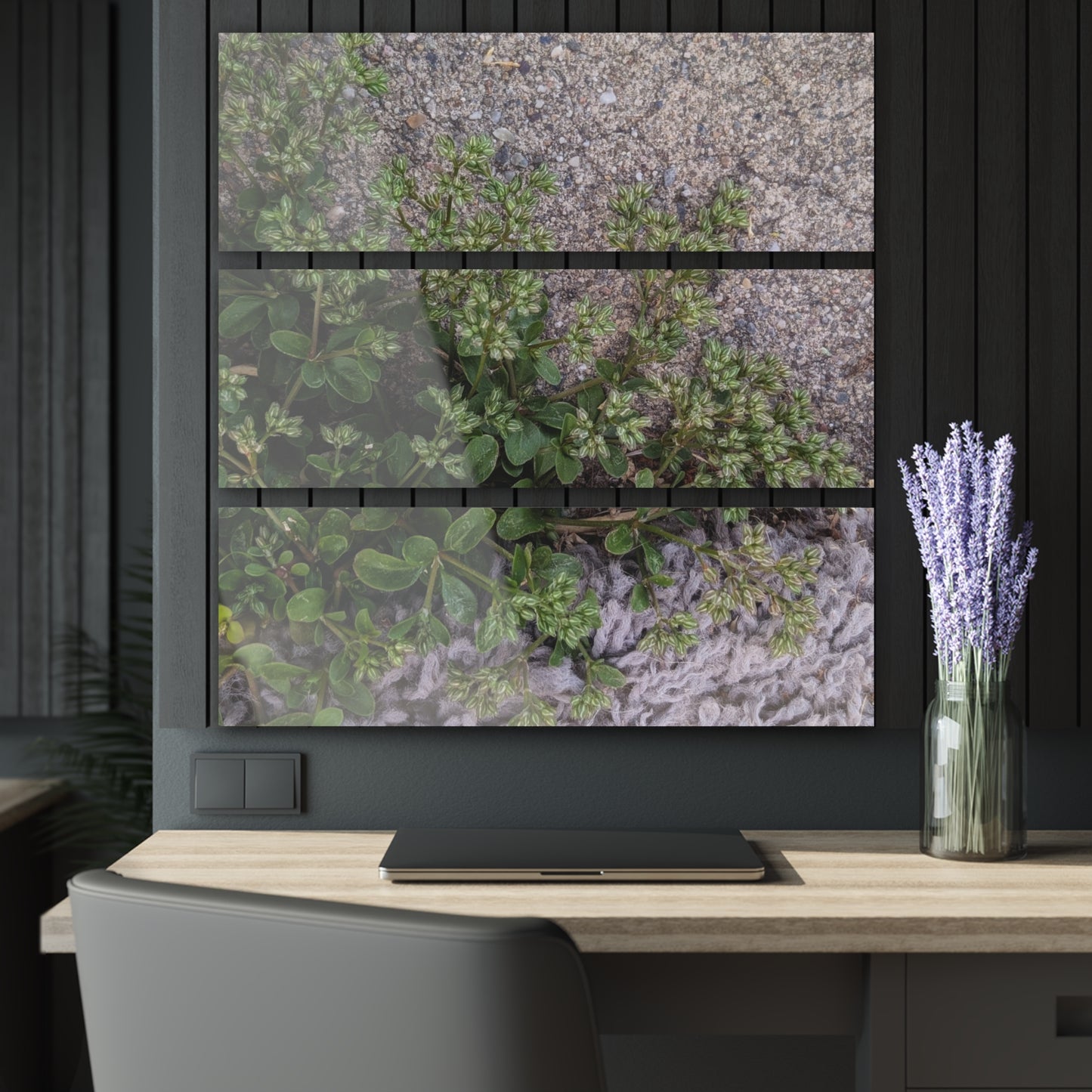 Where the Allseed Grows Acrylic Triptych – Urban Nature Minimalist Wall Art with Botanical Concrete Texture