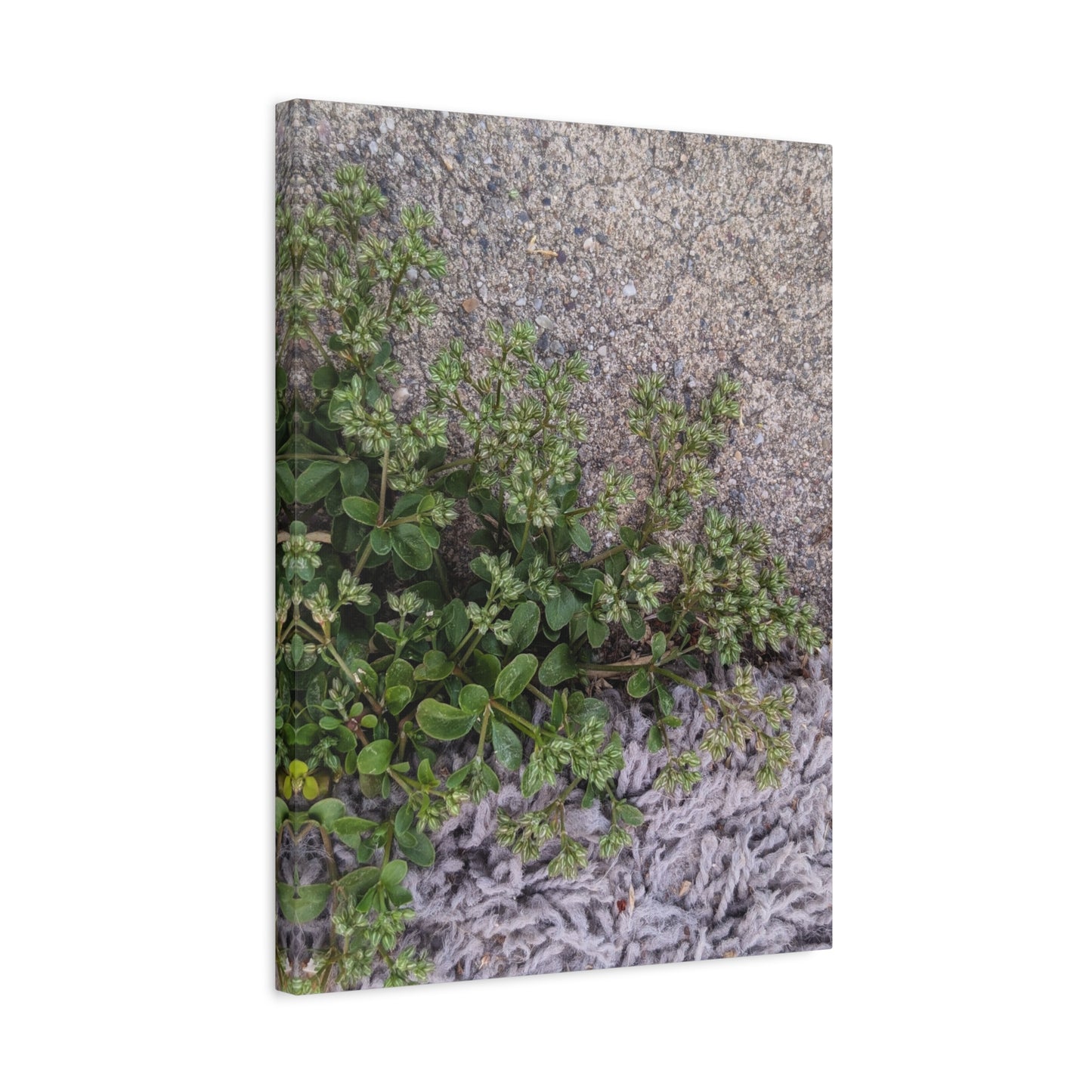 Where the Allseed Grows Canvas Print – Urban Nature Minimalist Botanical Wall Art with Concrete Texture