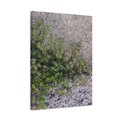 Where the Allseed Grows Canvas Print – Urban Nature Minimalist Botanical Wall Art with Concrete Texture
