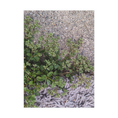 Where the Allseed Grows Postcard – Urban Nature Minimalist Botanical Stationery with Concrete Texture