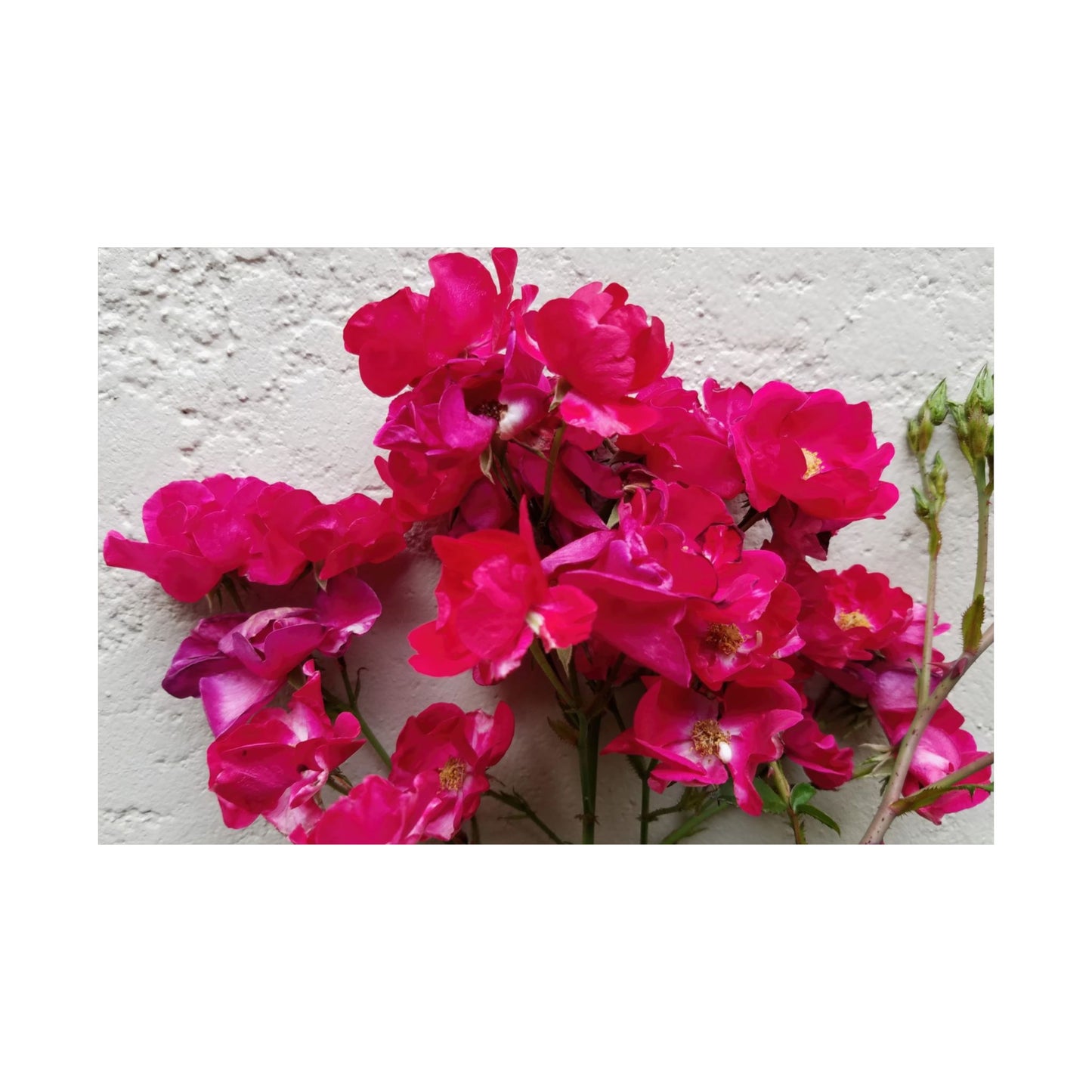 Bougainvillea Against White Stucco Wall Poster – Vibrant Floral Photography Wall Art