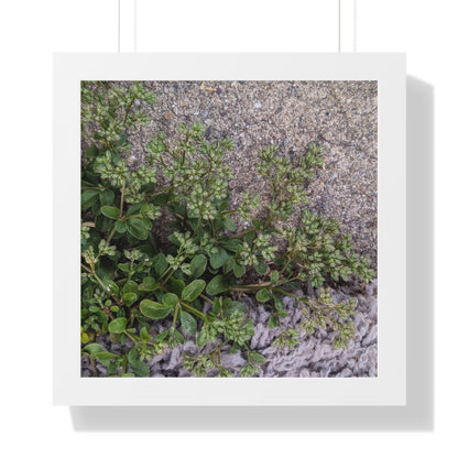 Where the Allseed Grows Framed Print – Urban Nature Minimalist Botanical Wall Art with Concrete Texture
