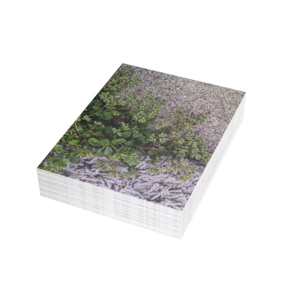 Where the Allseed Grows Postcard – Urban Nature Minimalist Botanical Stationery with Concrete Texture