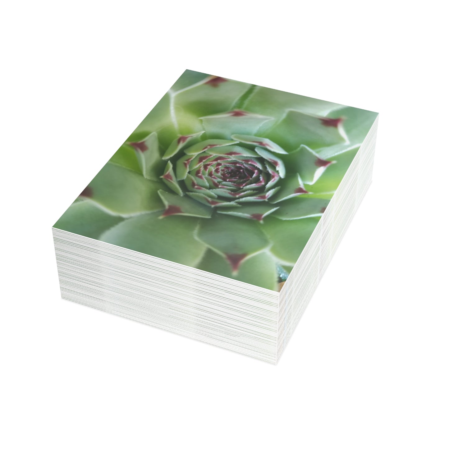 Pale Green Spiky Succulent Postcard – Botanical Art Print for Calm Minimalist Correspondence and Decor