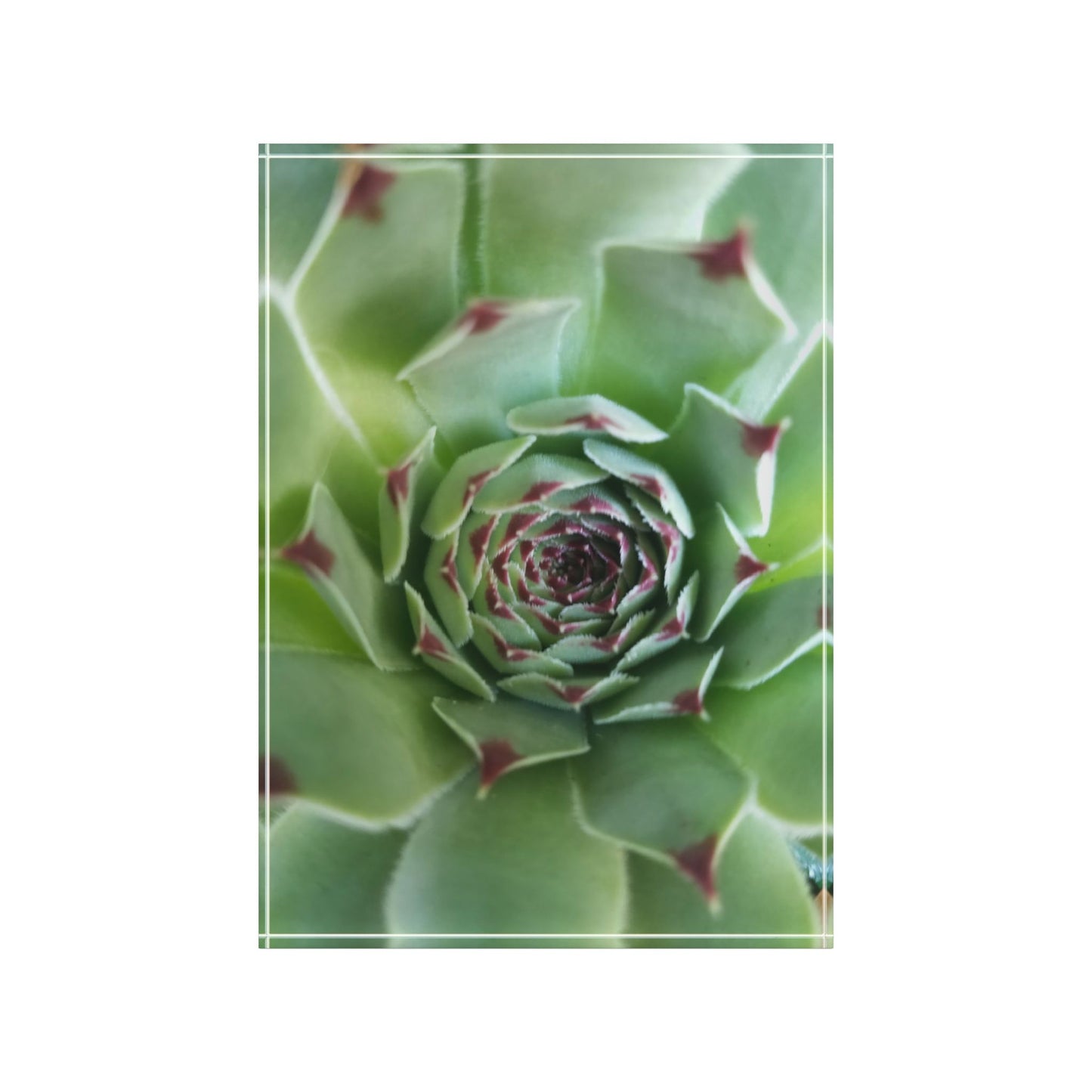 Pale Green Spiky Succulent Acrylic Block – Minimalist Botanical Desk Decor for Plant Lovers