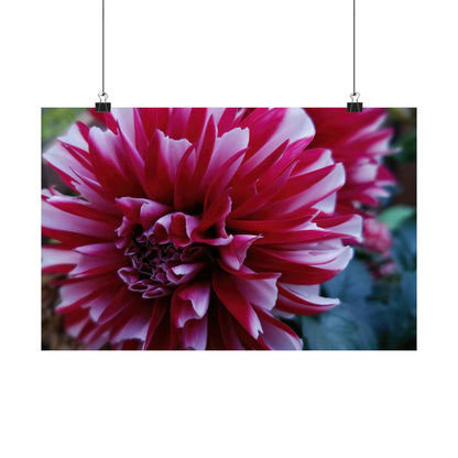 Red and White Dahlia Wall Poster – Botanical Floral Art Print, Cottagecore Summer Bloom Decor