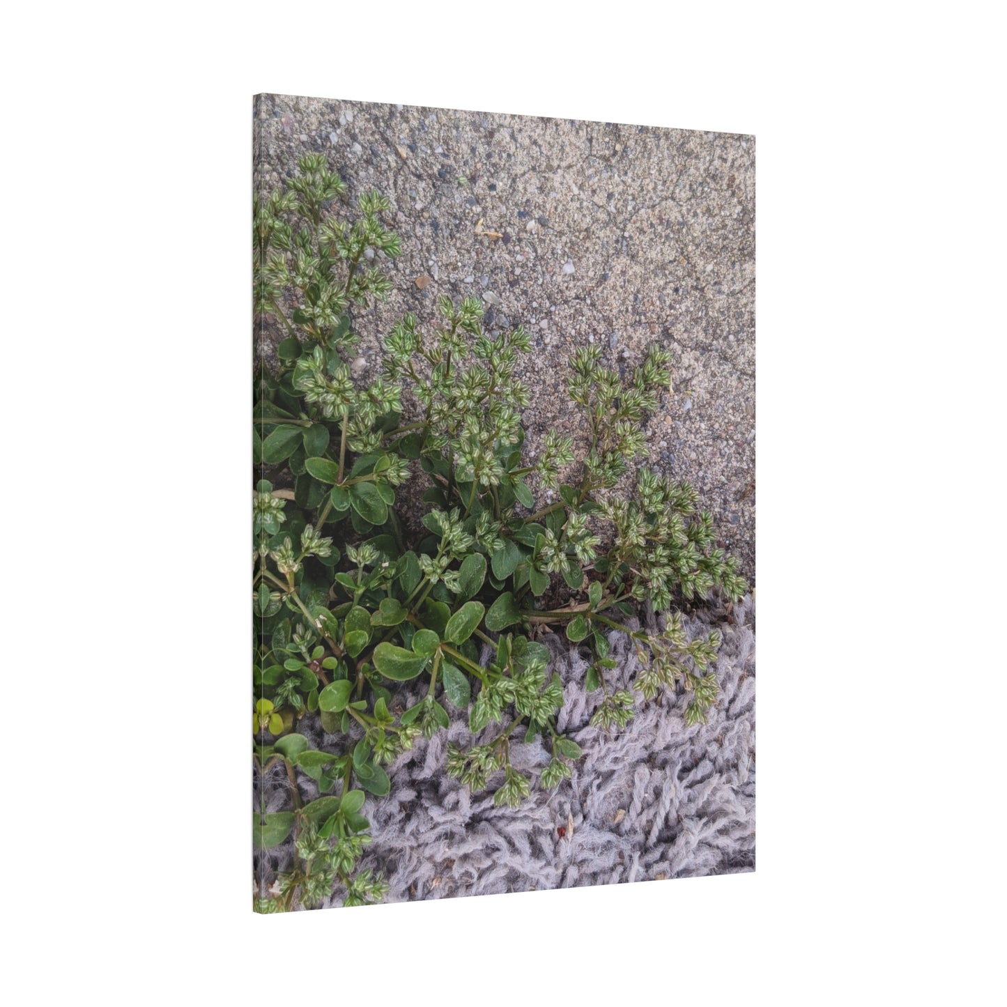 Where the Allseed Grows Canvas Print – Urban Nature Minimalist Botanical Wall Art with Concrete Texture