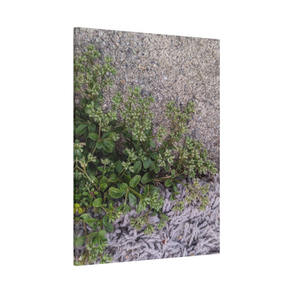 Where the Allseed Grows Canvas Print – Urban Nature Minimalist Botanical Wall Art with Concrete Texture