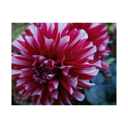 Red and White Dahlia Wall Poster – Botanical Floral Art Print, Cottagecore Summer Bloom Decor