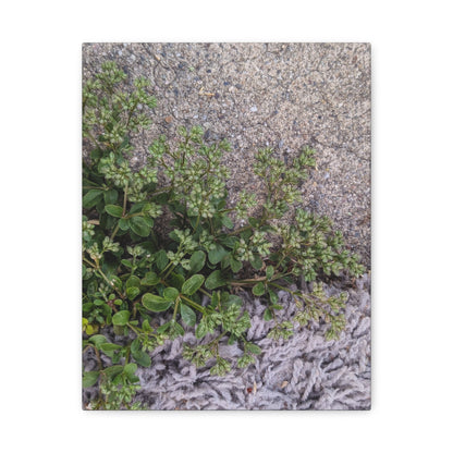 Where the Allseed Grows Canvas Print – Urban Nature Minimalist Botanical Wall Art with Concrete Texture