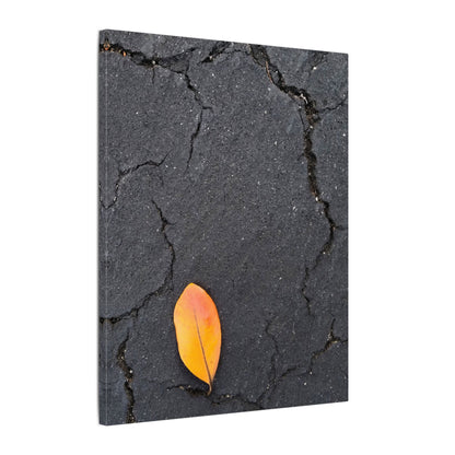 Orange Leaf Against Black Concrete Minimalistic Canvas Print – Contemporary Nature Photography Wall Art