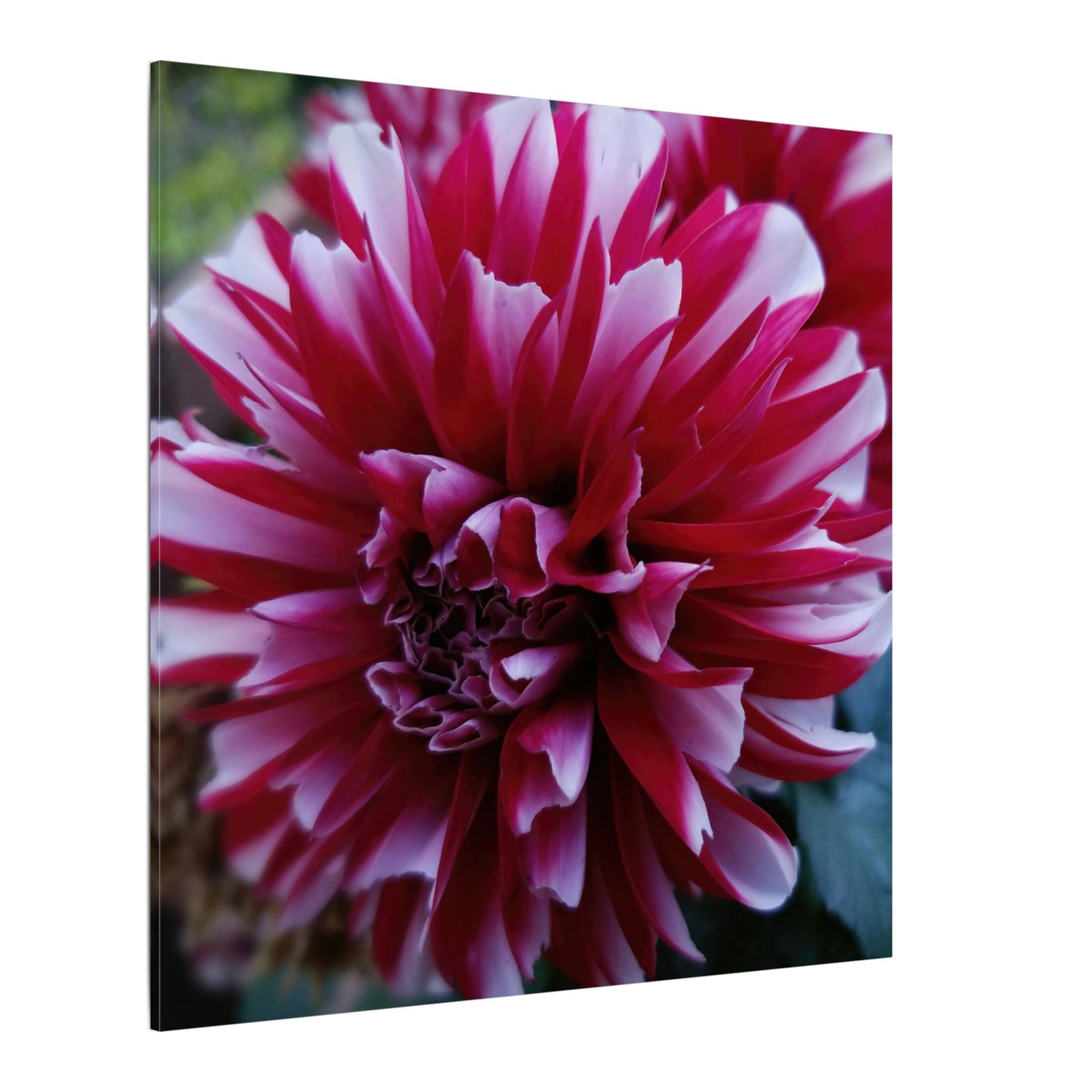 Red and White Dahlia Canvas Print – Bright Floral Nature Photography Wall Art