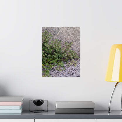 Where the Allseed Grows Poster – Urban Nature Minimalist Wall Art with Concrete Texture and Botanical Contrast