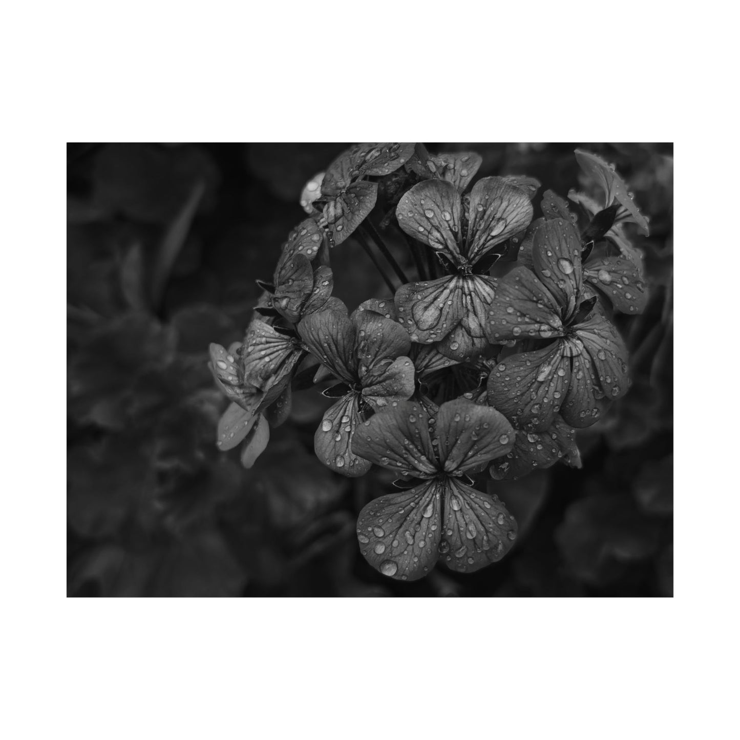 Geranium After a Light Rain Poster Print – Moody Botanical  Black and White Floral Photography Wall Art