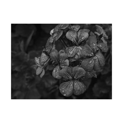Geranium After a Light Rain Poster Print – Moody Botanical  Black and White Floral Photography Wall Art