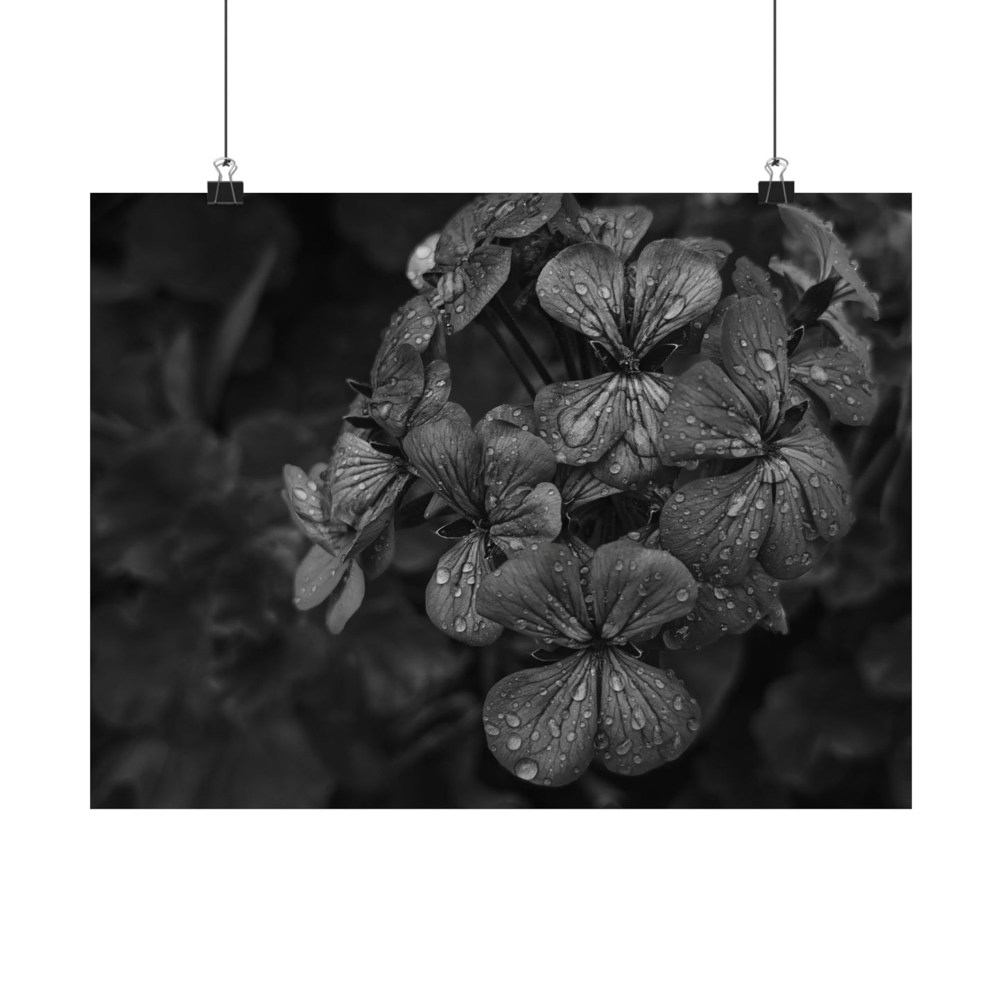 Geranium After a Light Rain Poster Print – Moody Botanical  Black and White Floral Photography Wall Art