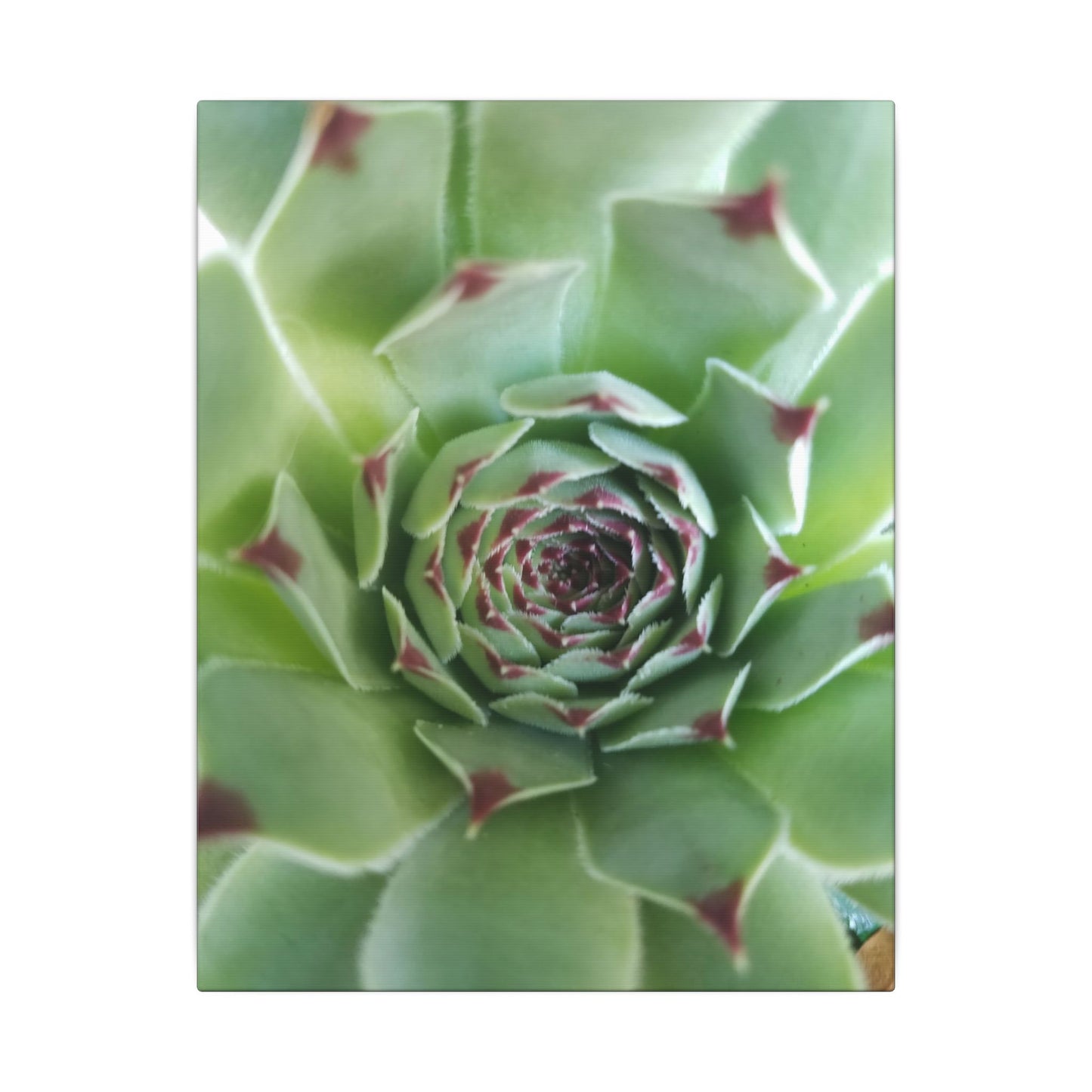 spikey succulent canvas print