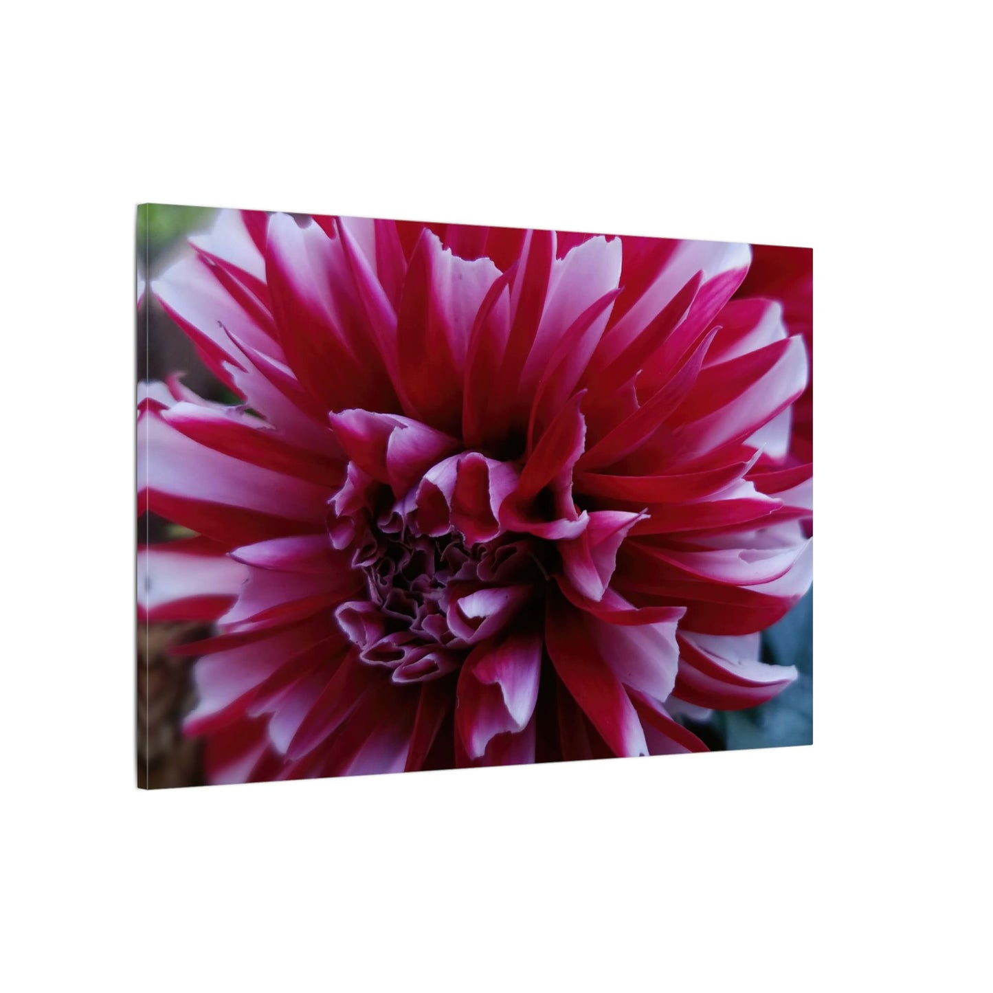 Red and White Dahlia Canvas Print – Bright Floral Nature Photography Wall Art