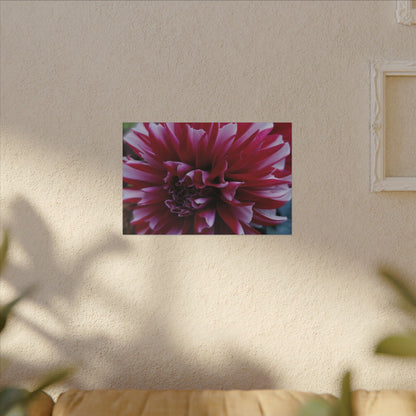 Red and White Dahlia Canvas Print – Bright Floral Nature Photography Wall Art