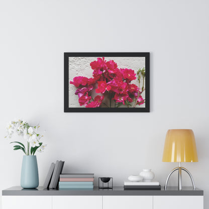 Bougainvillea Against White Stucco Wall Framed Print – Mediterranean Floral Wall Art, Summer Bloom Botanical Decor