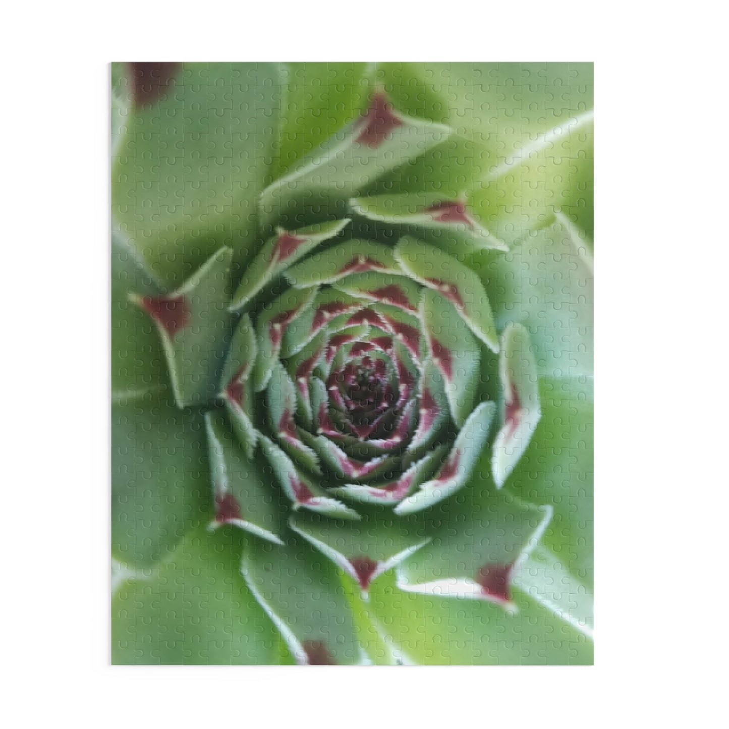 Pale Green Spiky Succulent Puzzle – Minimalist Botanical Jigsaw for Relaxing Desert-Inspired Fun