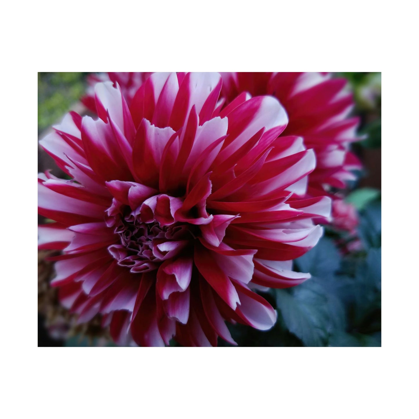 Red and White Dahlia Wall Poster – Botanical Floral Art Print, Cottagecore Summer Bloom Decor