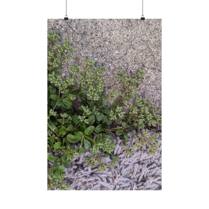 Where the Allseed Grows Poster – Urban Nature Minimalist Wall Art with Concrete Texture and Botanical Contrast