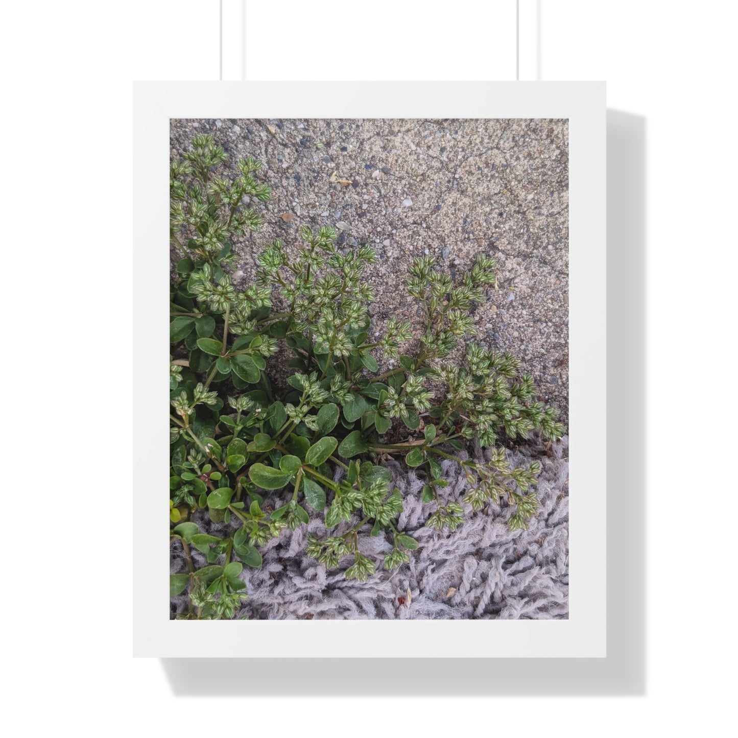 Where the Allseed Grows Framed Print – Urban Nature Minimalist Botanical Wall Art with Concrete Texture