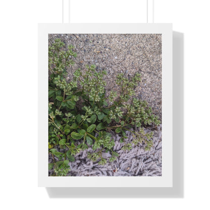 Where the Allseed Grows Framed Print – Urban Nature Minimalist Botanical Wall Art with Concrete Texture