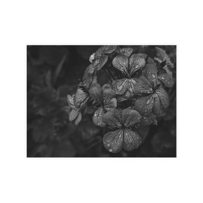 Geranium After a Light Rain Postcard – Moody Botanical Photography, Monochrome Floral Stationery for Thoughtful Correspondence