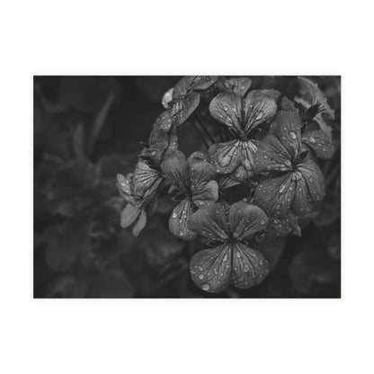 Geranium After a Light Rain Postcard – Moody Botanical Photography, Monochrome Floral Stationery for Thoughtful Correspondence