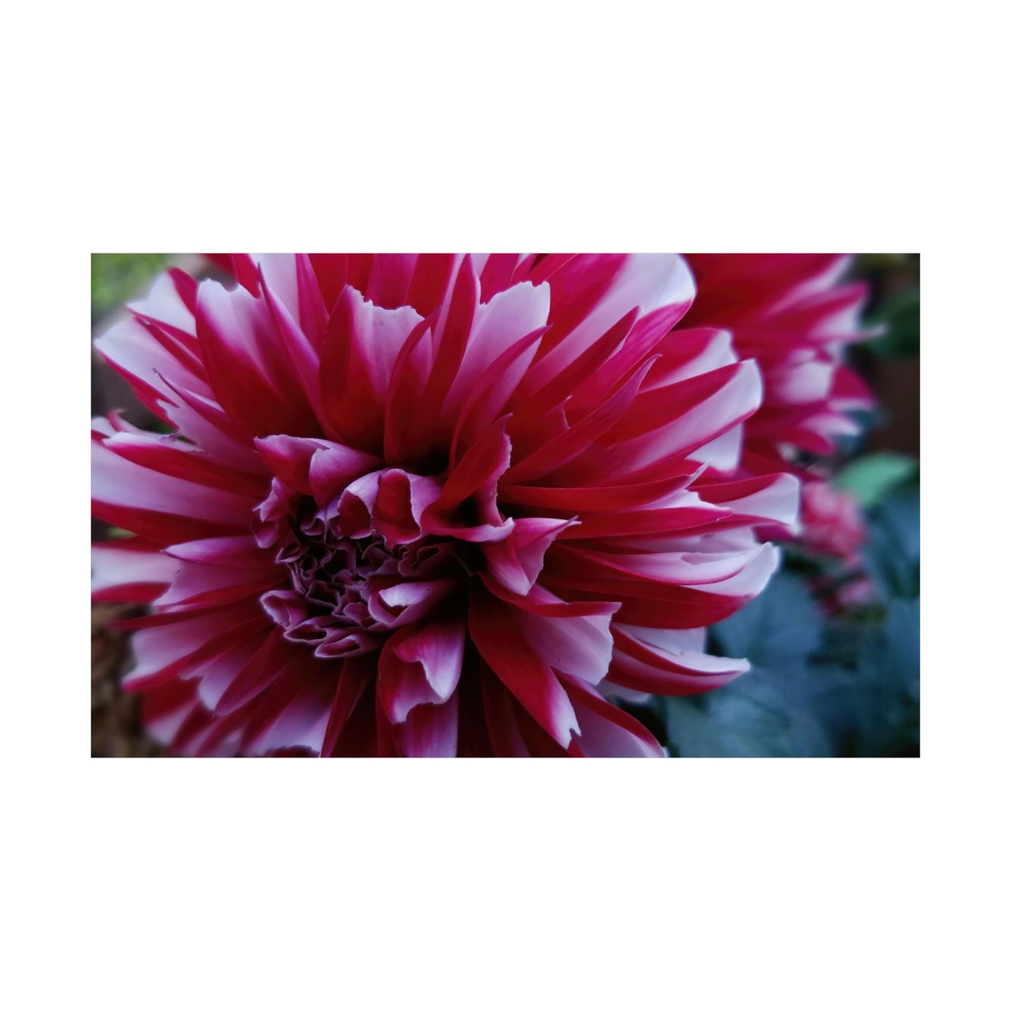 Red and White Dahlia Wall Poster – Botanical Floral Art Print, Cottagecore Summer Bloom Decor