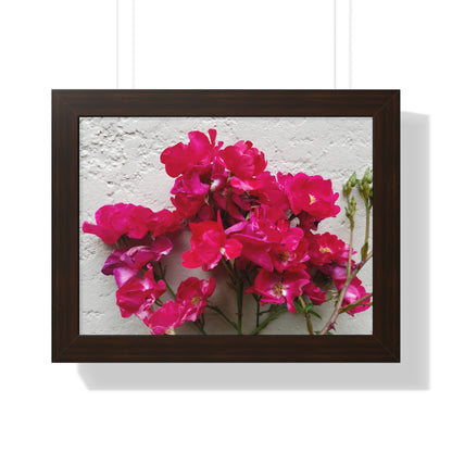 Bougainvillea Against White Stucco Wall Framed Print – Mediterranean Floral Wall Art, Summer Bloom Botanical Decor