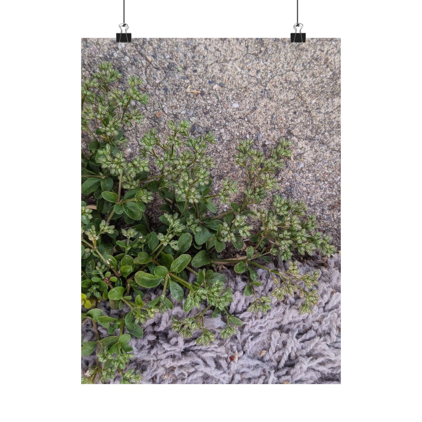 Where the Allseed Grows Poster – Urban Nature Minimalist Wall Art with Concrete Texture and Botanical Contrast