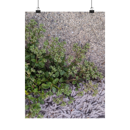 Where the Allseed Grows Poster – Urban Nature Minimalist Wall Art with Concrete Texture and Botanical Contrast