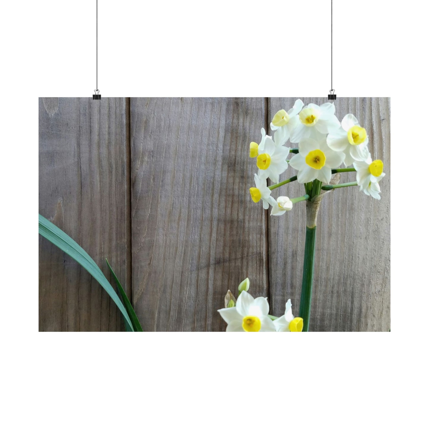 Daffodils by the Fence Poster – Rustic Spring Floral Wall Art for Cottagecore and Botanical Decor