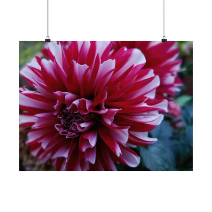 Red and White Dahlia Wall Poster – Botanical Floral Art Print, Cottagecore Summer Bloom Decor