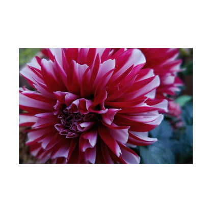 Red and White Dahlia Wall Poster – Botanical Floral Art Print, Cottagecore Summer Bloom Decor