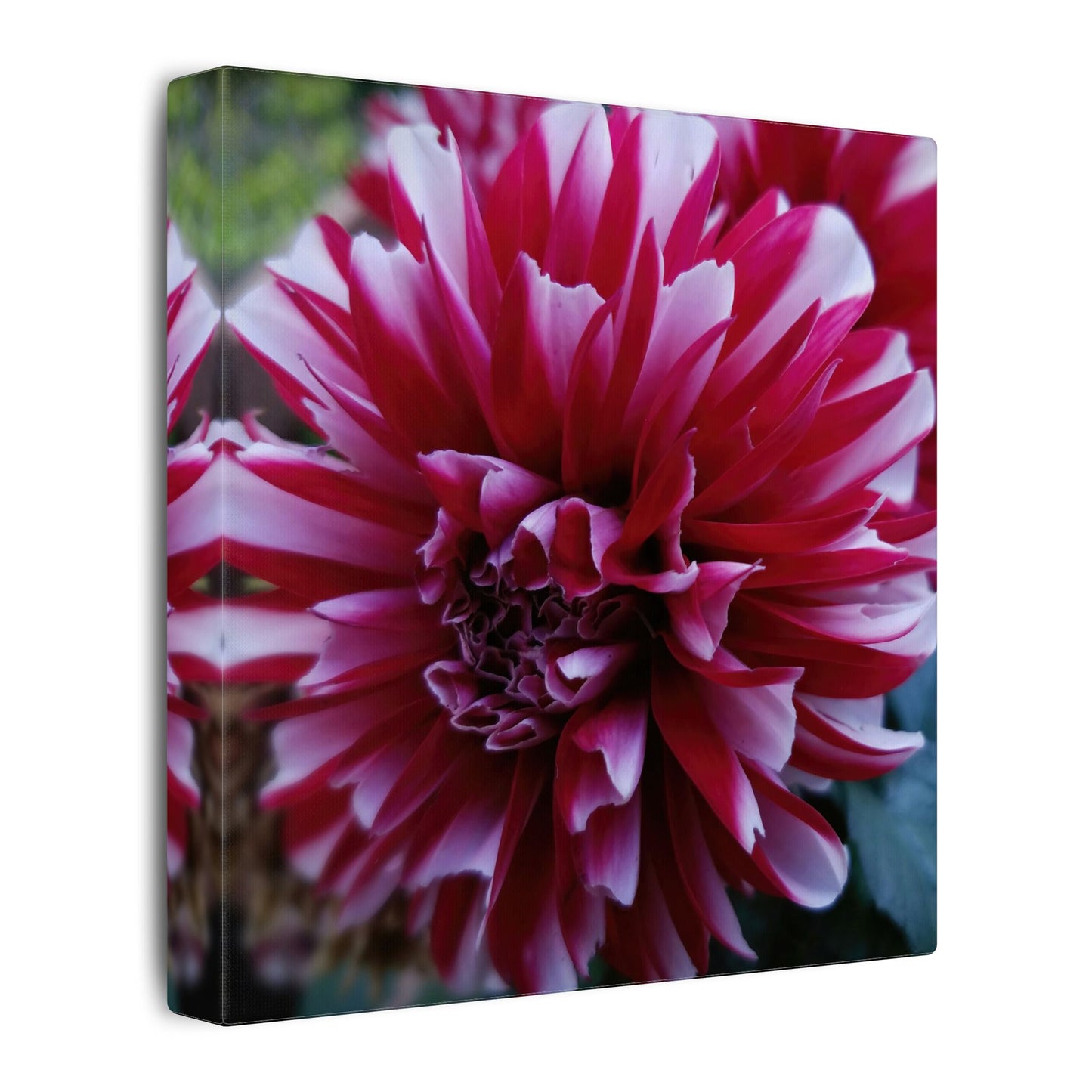 Red and White Dahlia Canvas Print – Bright Floral Nature Photography Wall Art