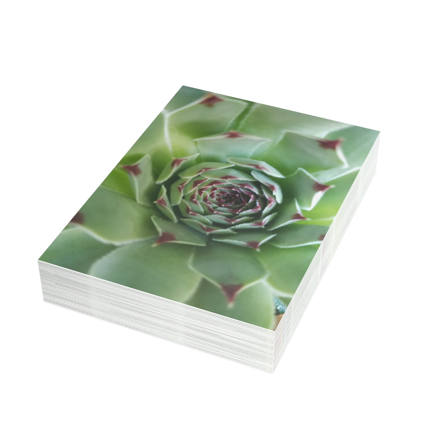 Pale Green Spiky Succulent Postcard – Botanical Art Print for Calm Minimalist Correspondence and Decor