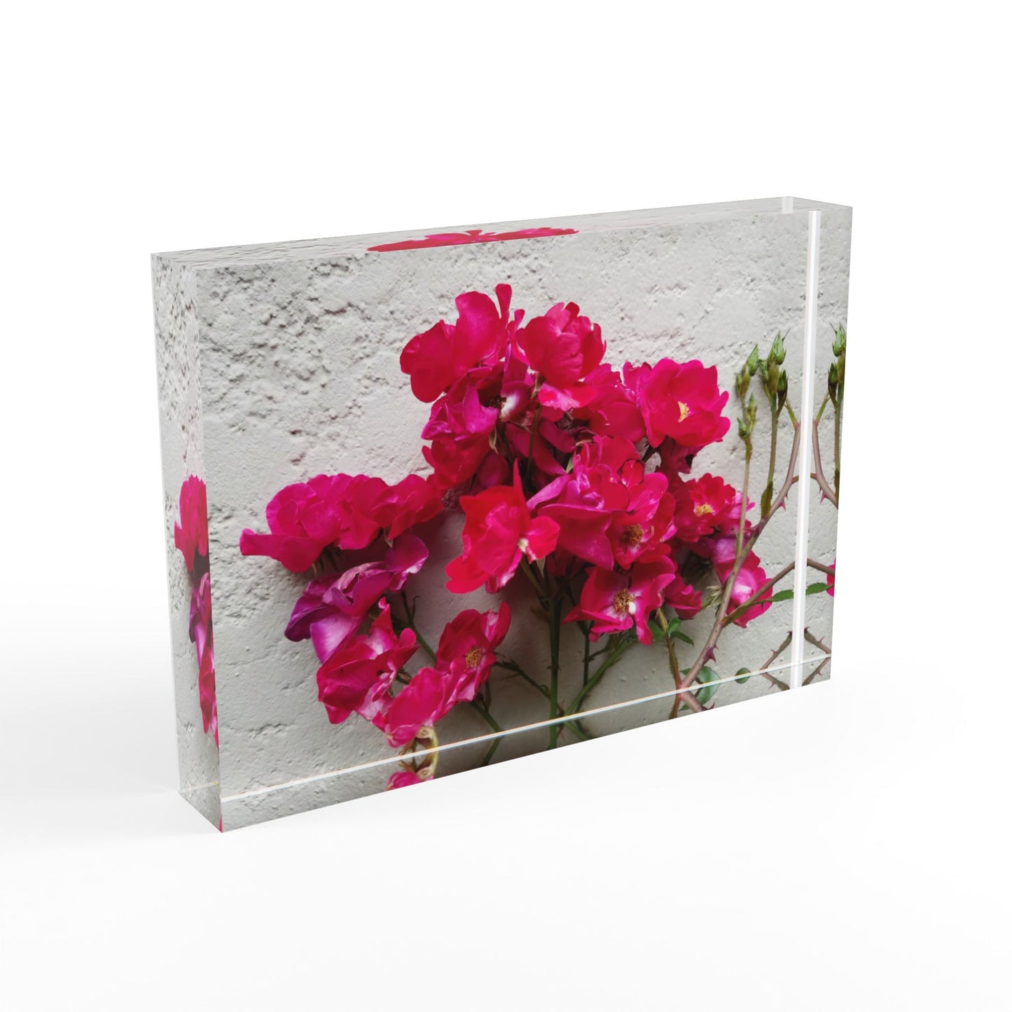 Bougainvillea Against White Stucco Wall Acrylic Print – Mediterranean Floral Wall Art, Summer Bloom Botanical Decor