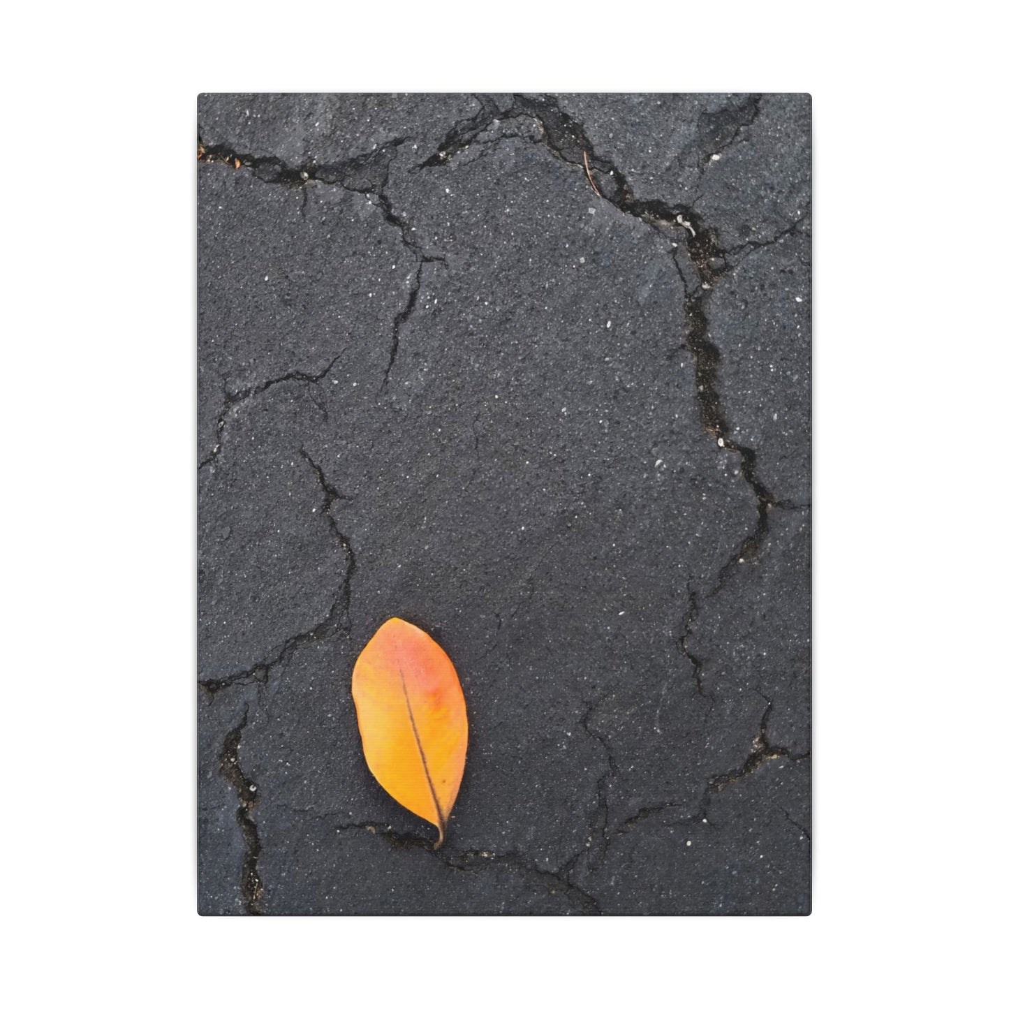 Orange Leaf Against Black Concrete Minimalistic Canvas Print – Contemporary Nature Photography Wall Art