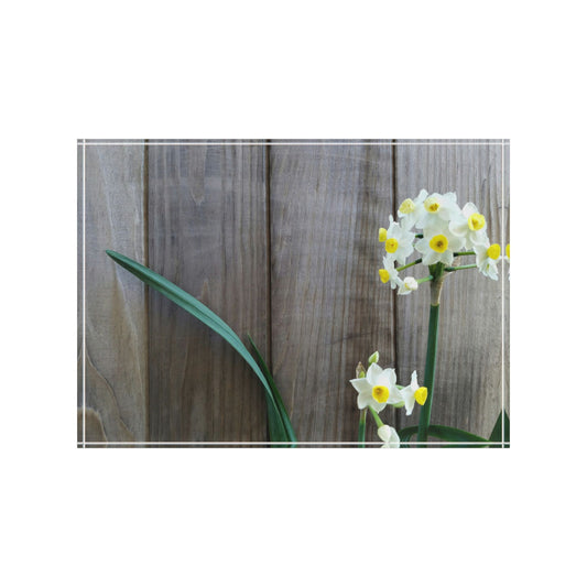 Daffodils by the Fence Photo Block – Rustic Spring Floral Decor with Cottagecore Botanical Charm