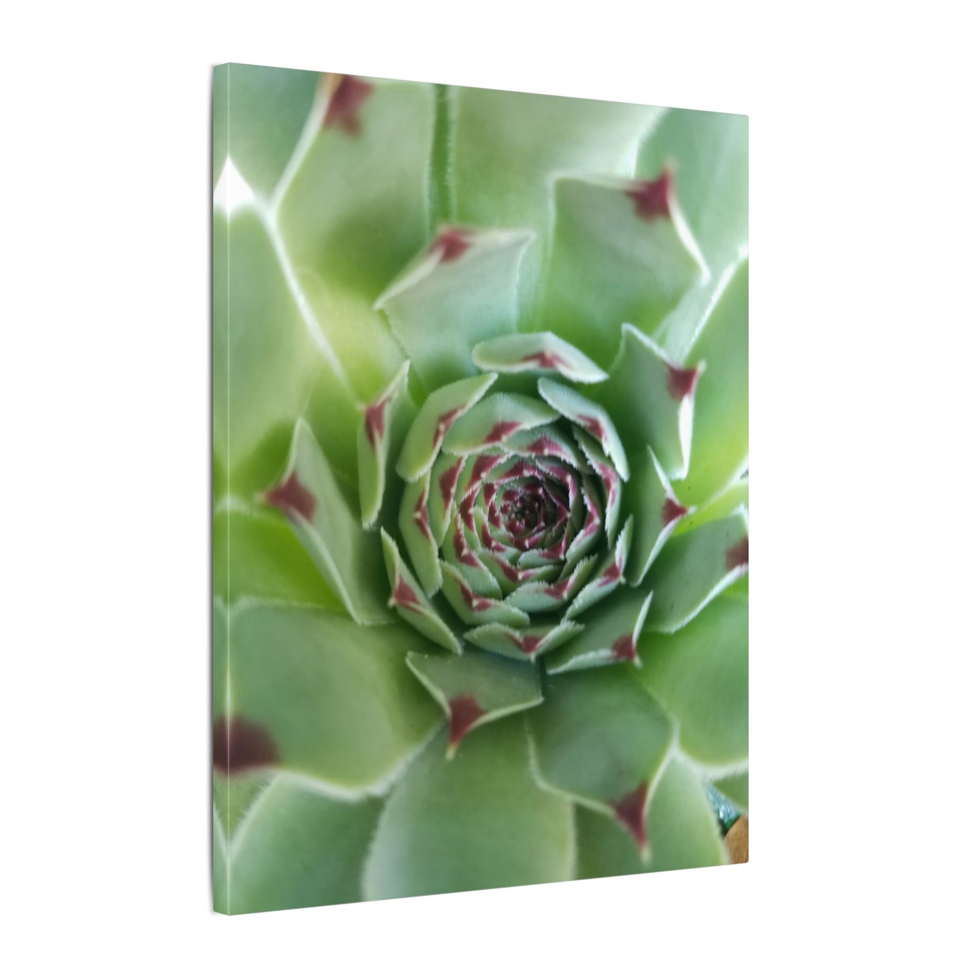 succulent canvas for bedroom or office