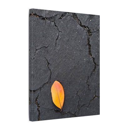 Orange Leaf Against Black Concrete Minimalistic Canvas Print – Contemporary Nature Photography Wall Art