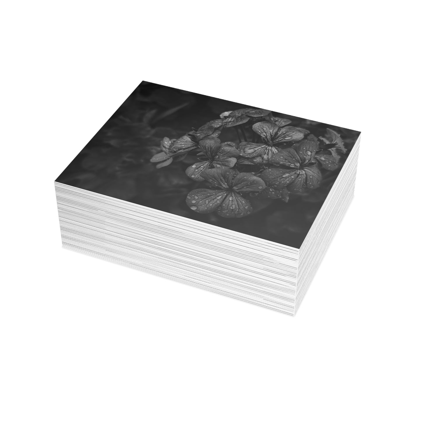 Geranium After a Light Rain Postcard – Moody Botanical Photography, Monochrome Floral Stationery for Thoughtful Correspondence