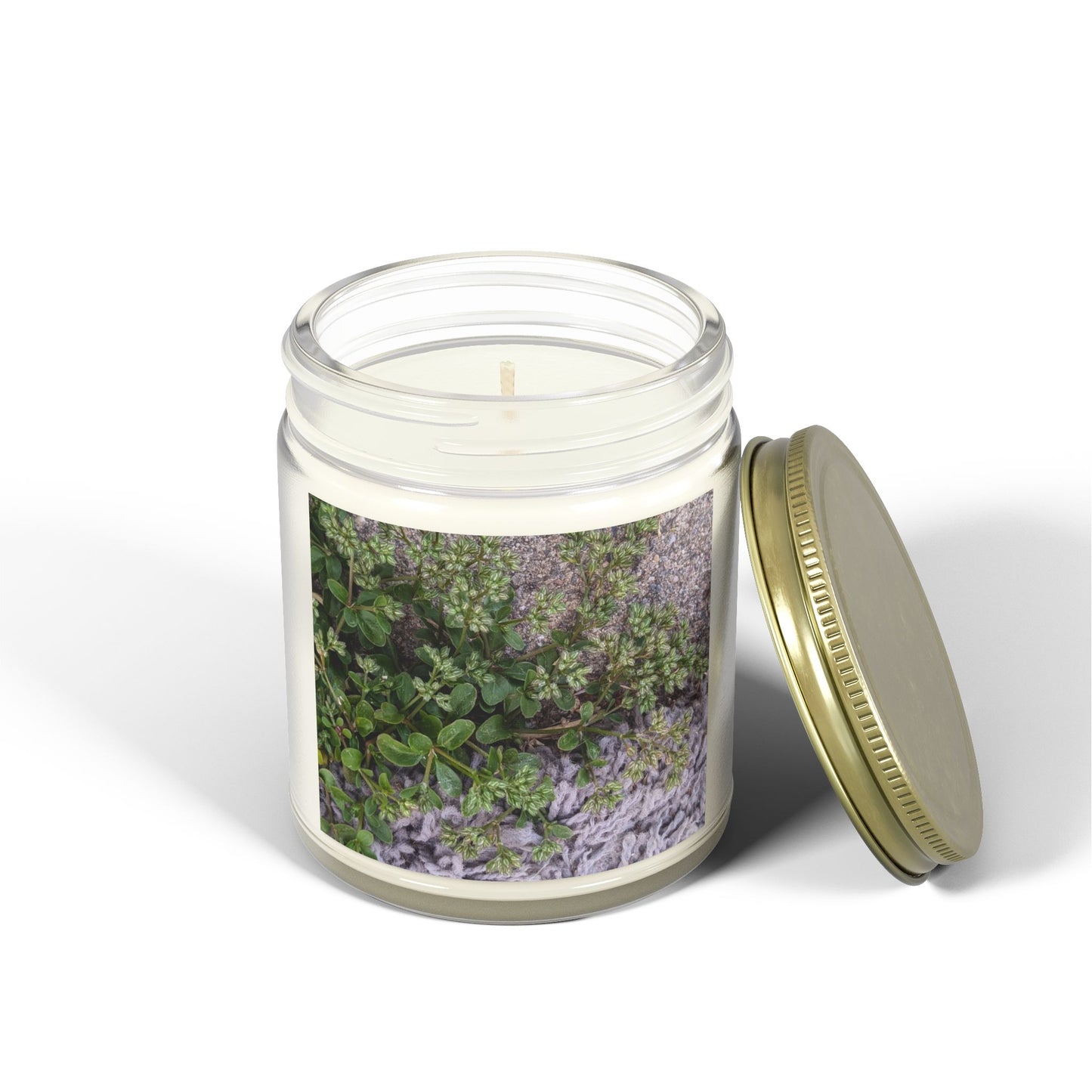Where the Allseed Grows Jar Candle – Urban Nature Minimalist Scented Candle with Botanical Concrete Texture