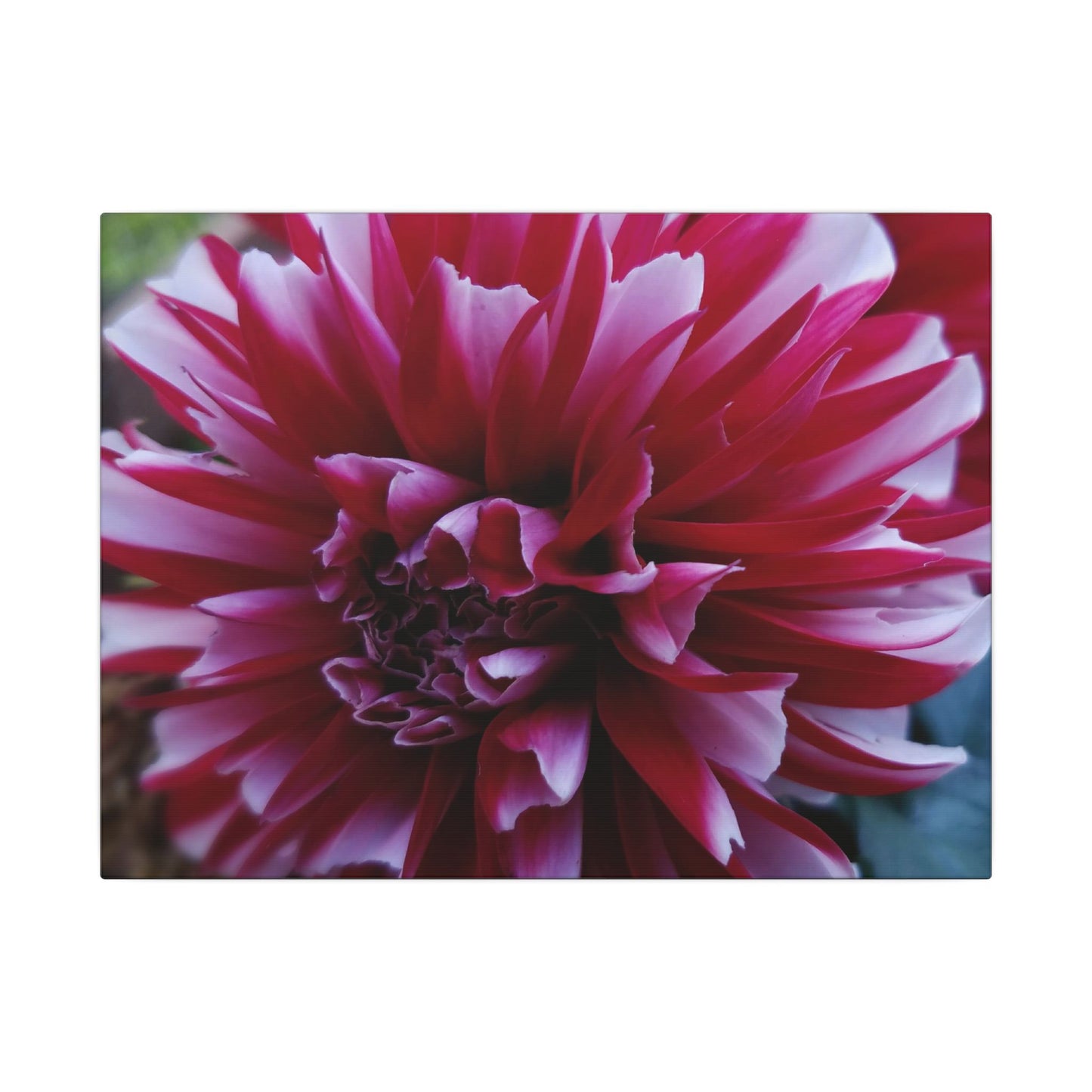 Red and White Dahlia Canvas Print – Bright Floral Nature Photography Wall Art