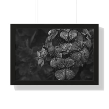 Geranium After a Light Rain Framed Print – Moody Botanical Floral Art, Monochrome Nature-Inspired Wall Decor