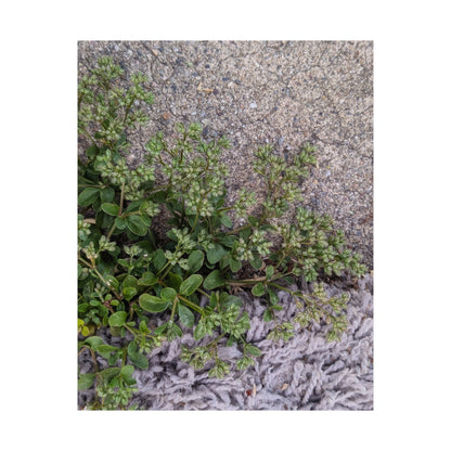 Where the Allseed Grows Poster – Urban Nature Minimalist Wall Art with Concrete Texture and Botanical Contrast